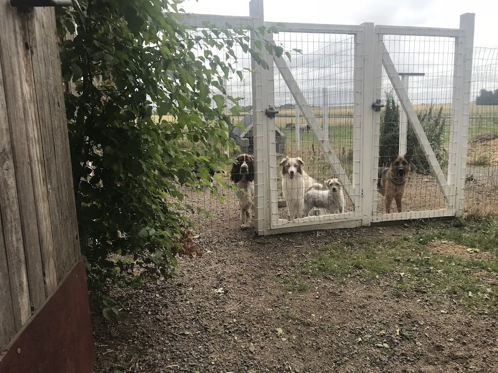 Larsgårdens Hundpensionat & Dagis HB - Halland pet otel görseli 3