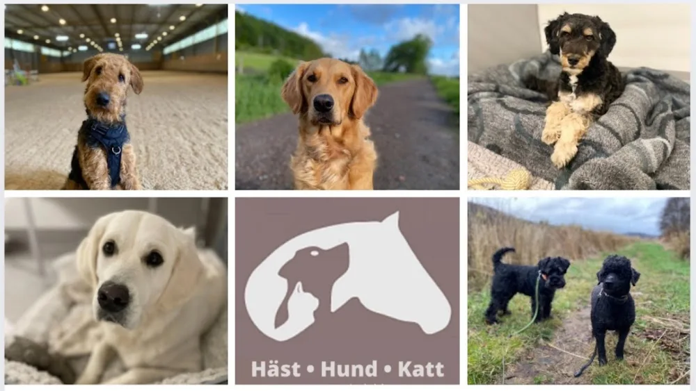 Mariedals Hundpensionat, Kattpensionat & Hästverksamhet - Halland pet otel görseli 2