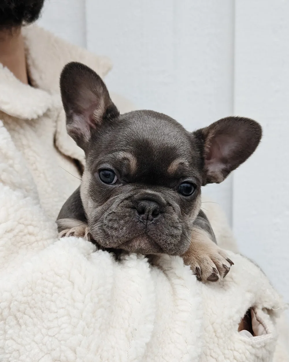 Perlas Kennel AB - Halland pet otel görseli 2