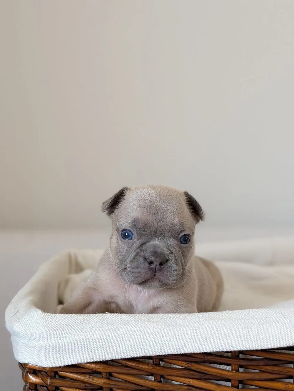 Perlas Kennel AB - Halland pet otel görseli 3