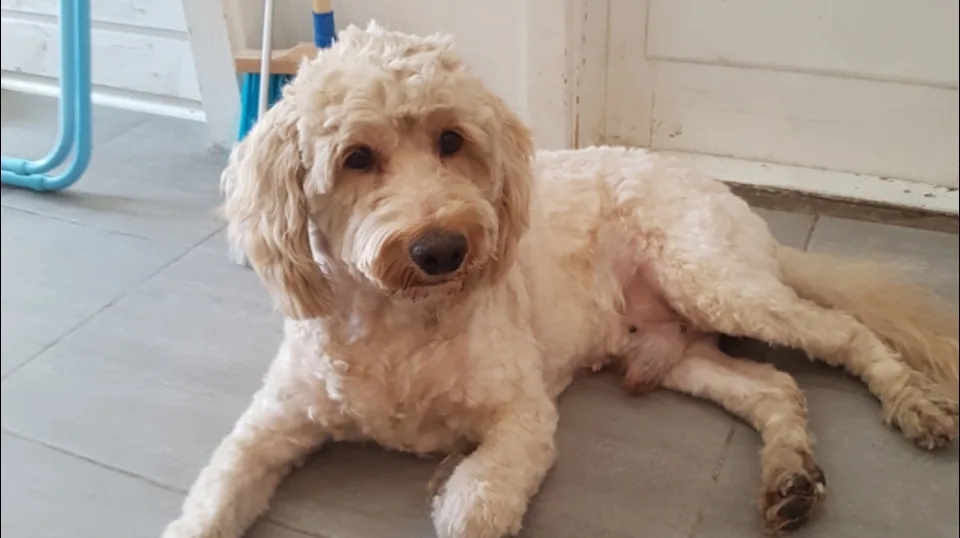 Ryaåsens Kennel Cockerpoo & Australian labradoodle - Halland pet otel görseli 2