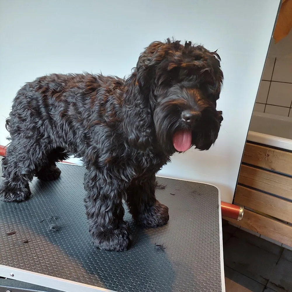 Ryaåsens Kennel Cockerpoo & Australian labradoodle - Halland pet otel görseli 3
