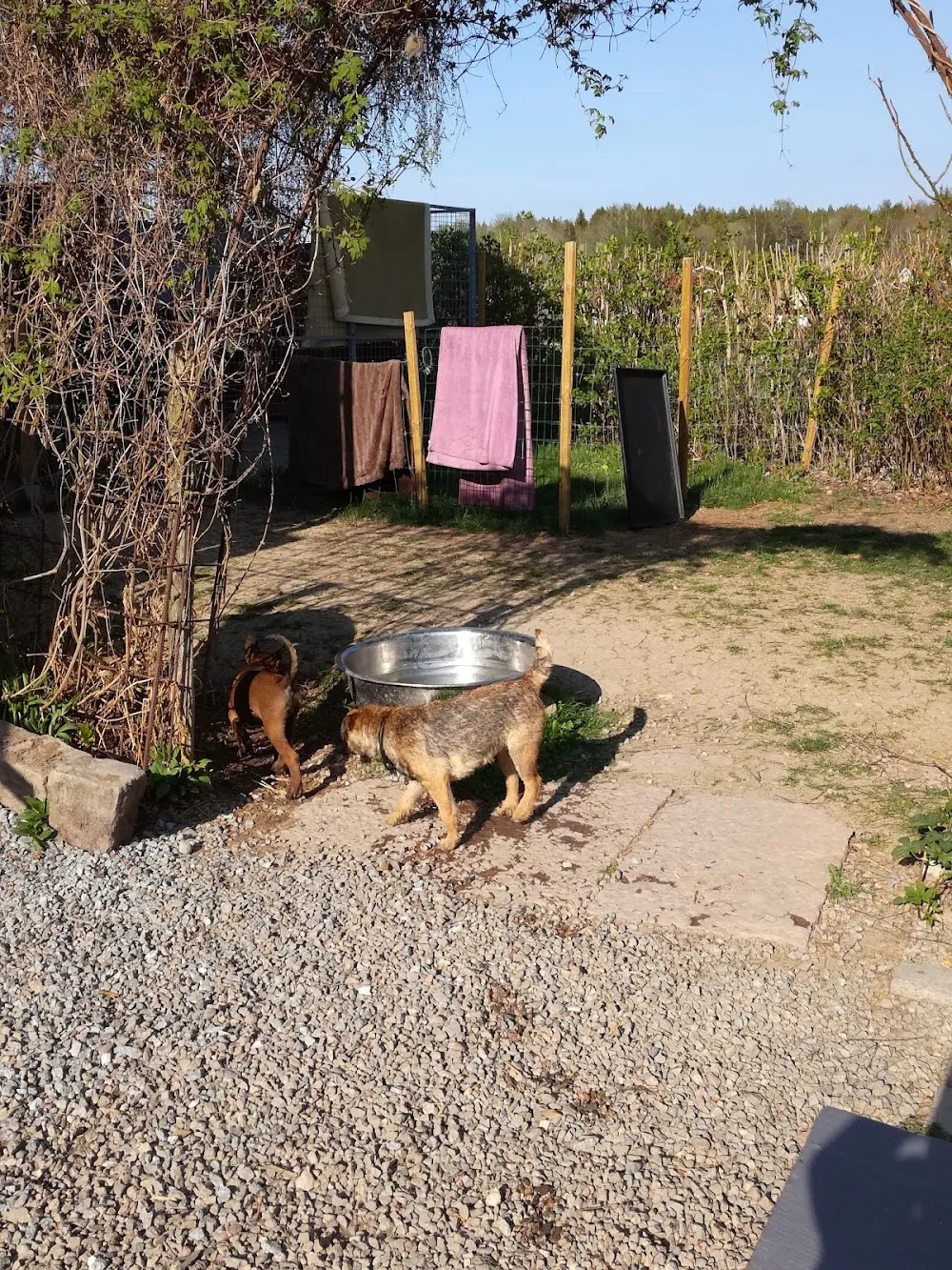 Swespeed K9 Kennel - Halland pet otel görseli 2