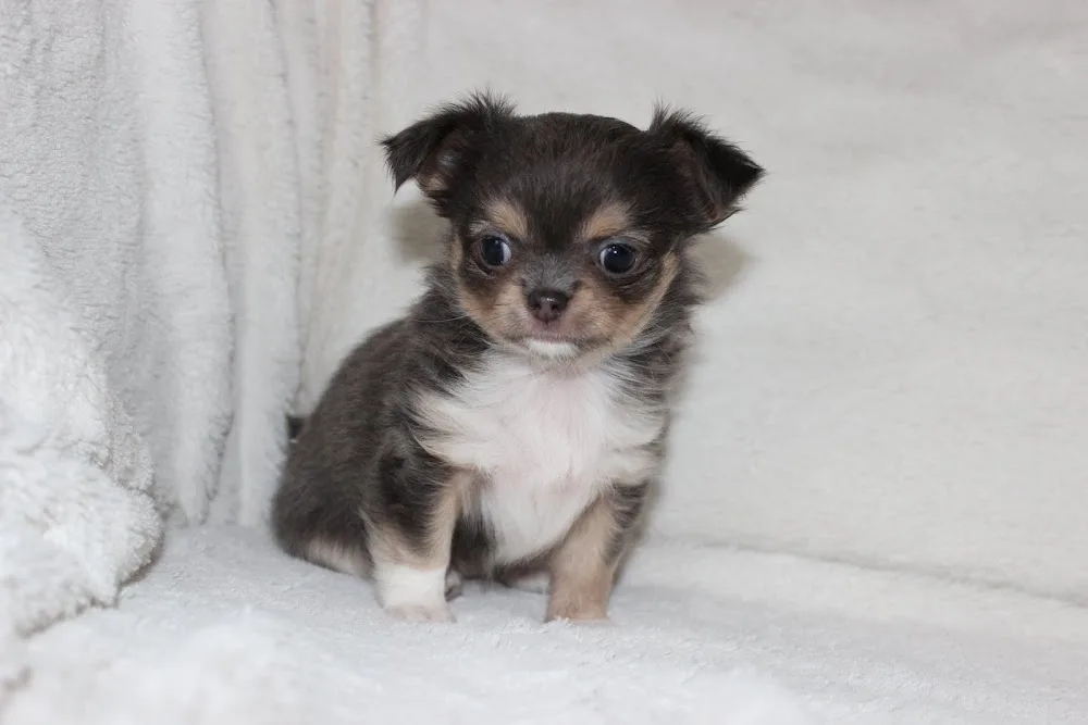 www.claudiasstars.se - Halland pet otel görseli 2