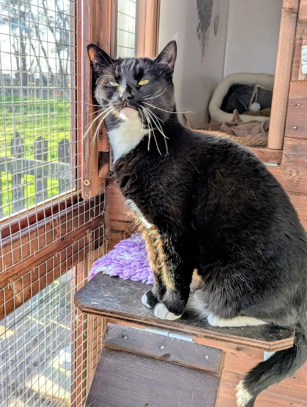 Abbotts View Farm Cattery - Halton pet otel