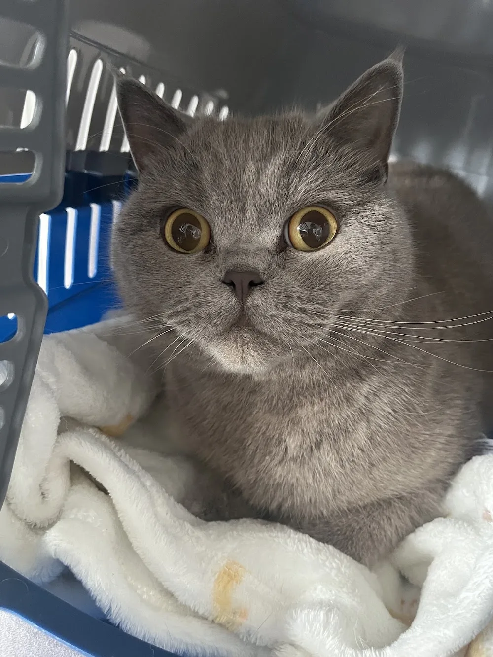 Abbotts View Farm Cattery - Halton pet otel görseli 3