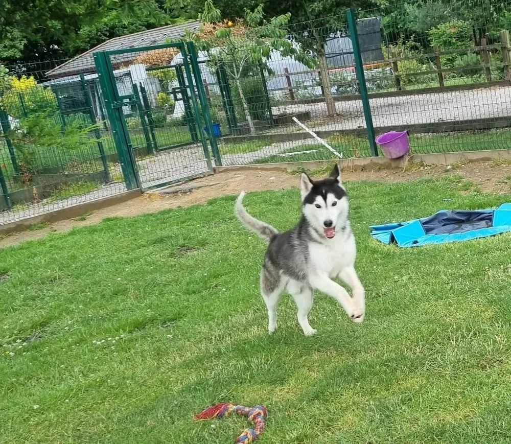 Bancroft Kennels & Cattery - Halton pet otel görseli 3
