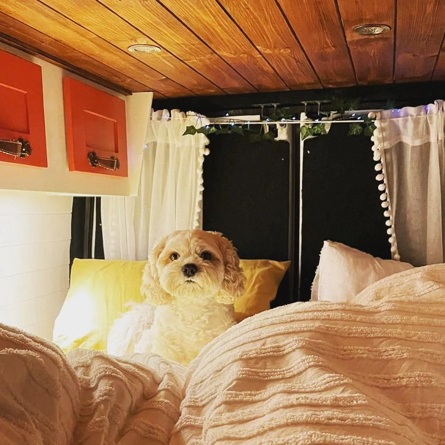 Barking Mad Warrington - Halton pet otel