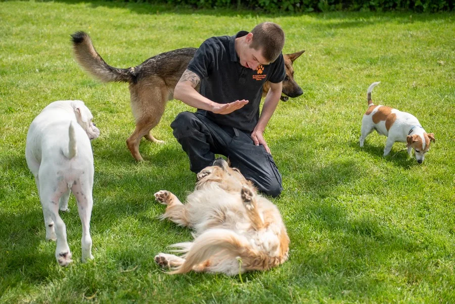 Buckinghamshire Dog Daycare & Home Boarding - Halton pet otel