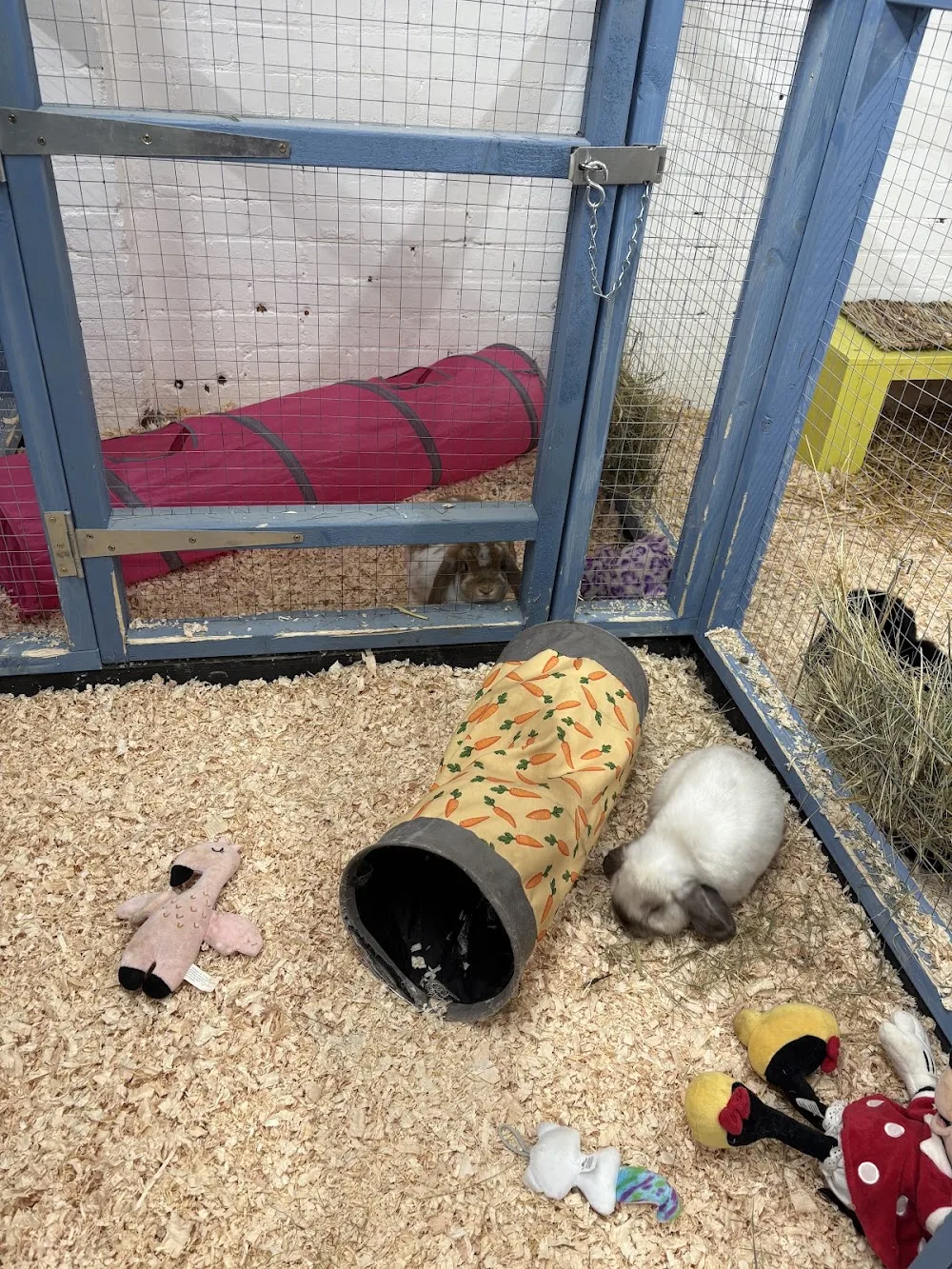 Bucks Rabbit Boarding - Halton pet otel