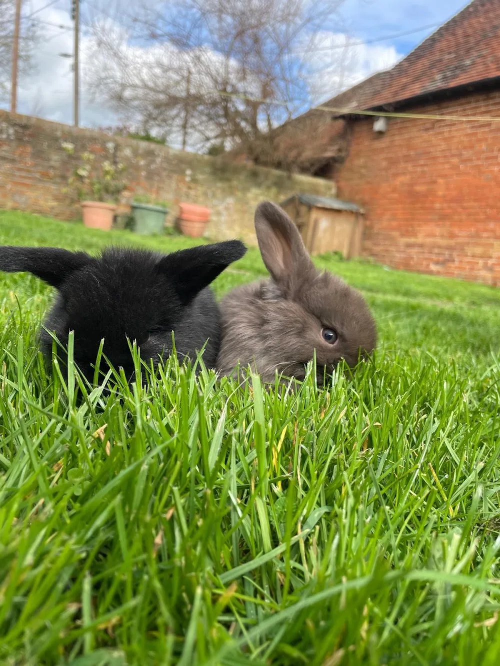 Bucks Rabbit Boarding - Halton pet otel görseli 3