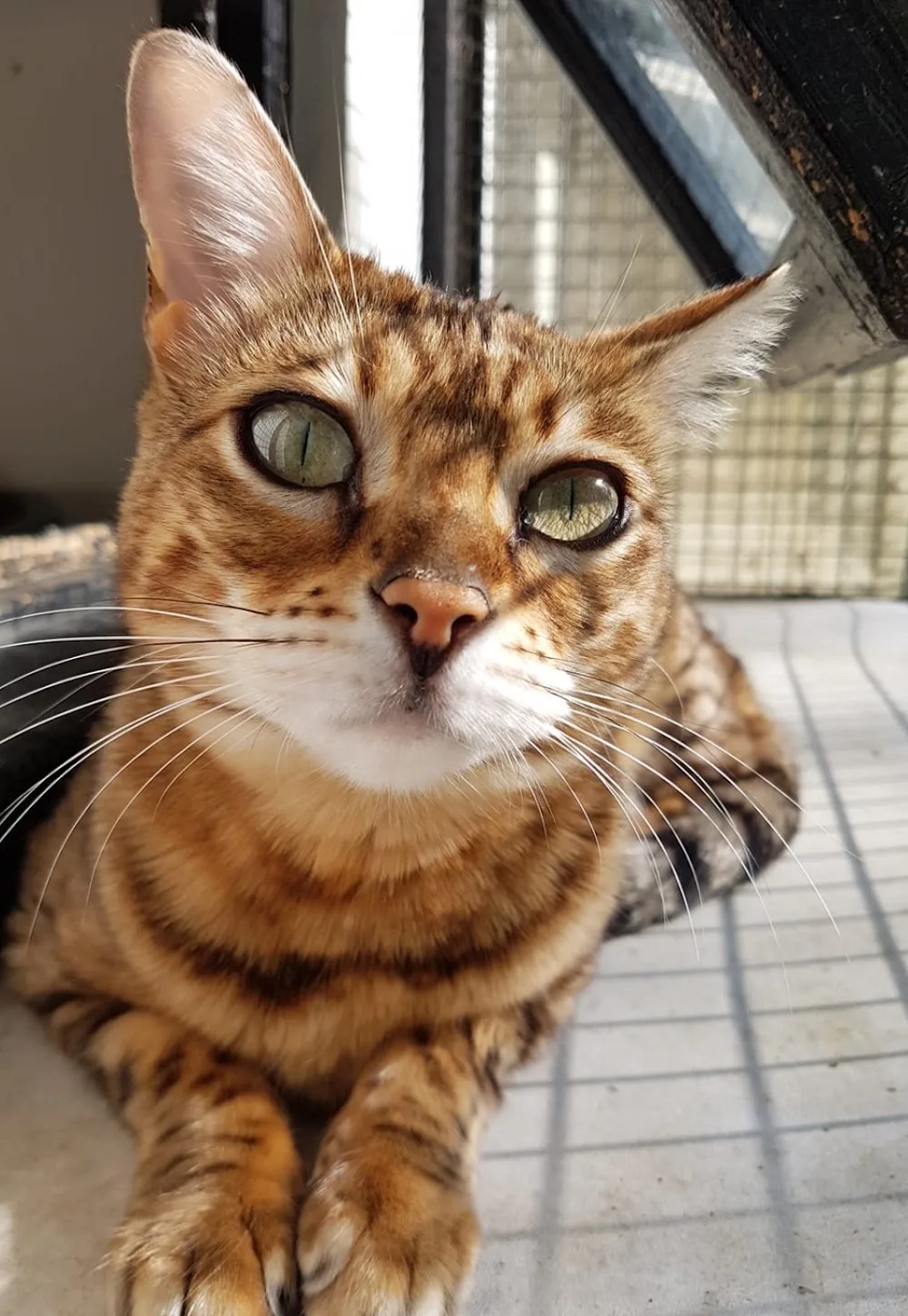 Charlesberry Cattery - Halton pet otel görseli 3