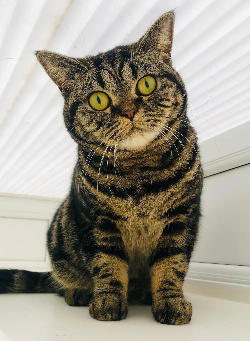 Clarence’s Cattery 5 star awarded by Bucks County Council - Halton pet otel