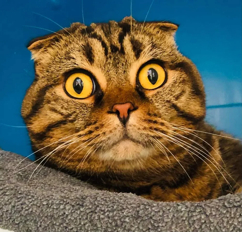 Clarence’s Cattery 5 star awarded by Bucks County Council - Halton pet otel görseli 3