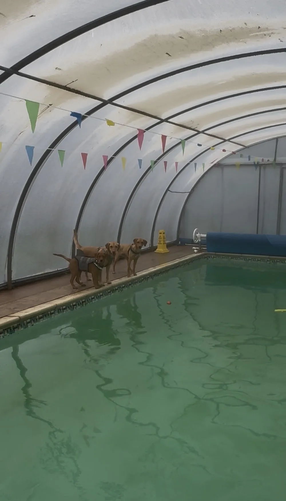 Greendale Farm Kennels and Cattery - Halton pet otel görseli 3
