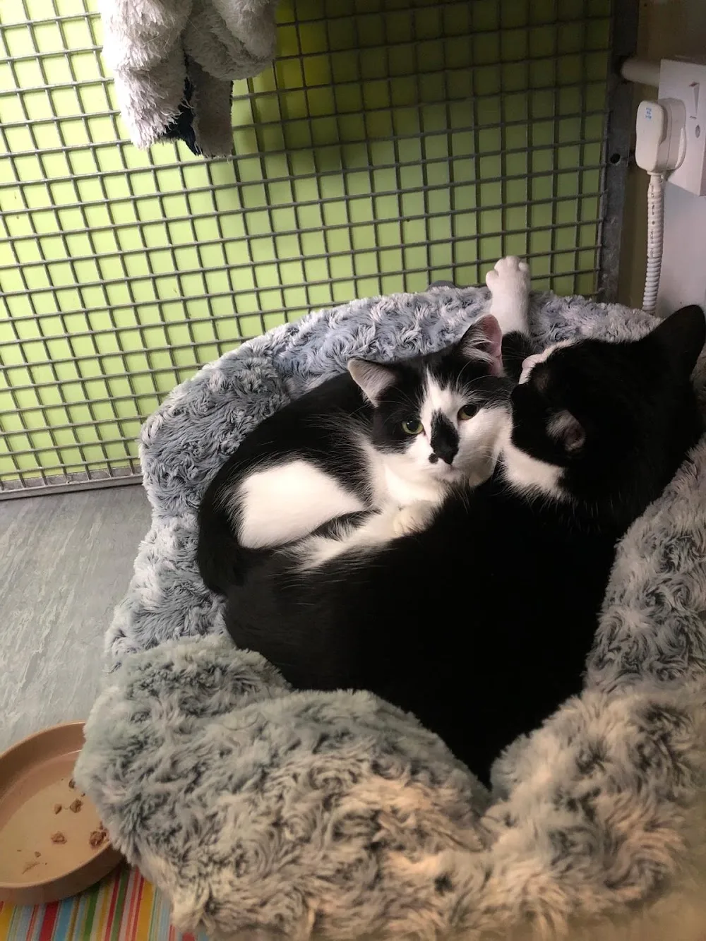 Lodge Boarding Cattery - Halton pet otel