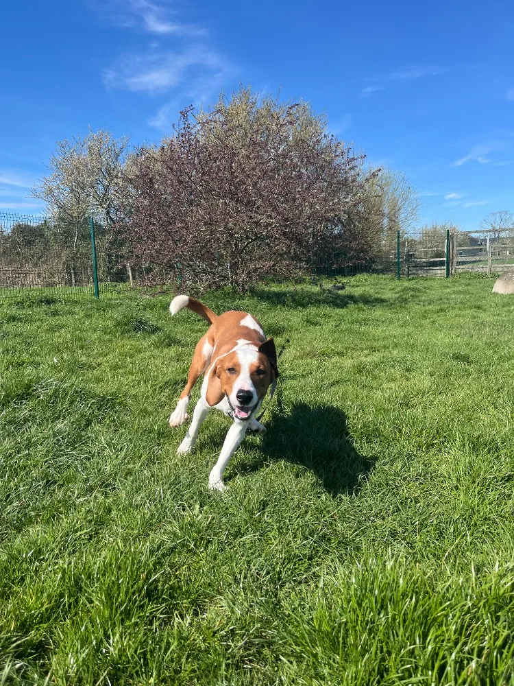 Lower Hortondale Kennels - Halton pet otel