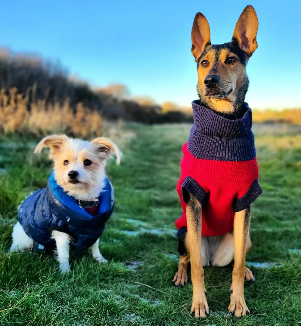 Nola and Friends Dog Care - Halton pet otel