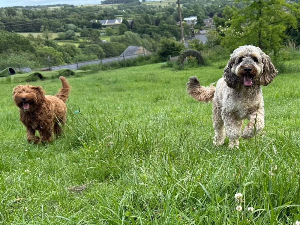 Oaksedge Farm Dog Hotel ltd - Halton pet otel görseli 3