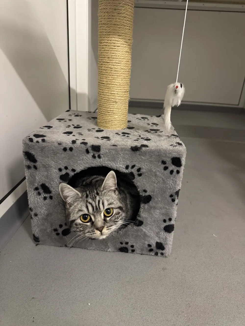 Platinum cat hotel 5* luxury cattery - Halton pet otel