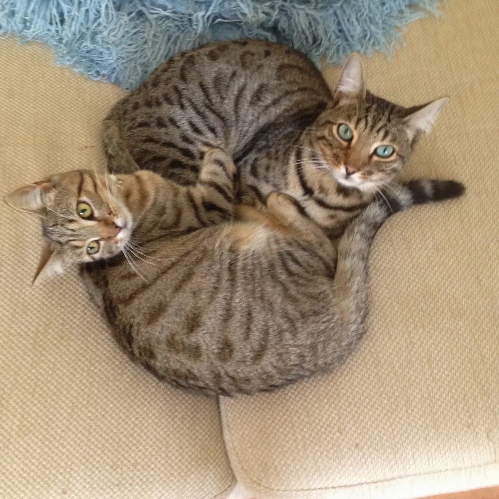 Platinum cat hotel 5* luxury cattery - Halton pet otel görseli 5