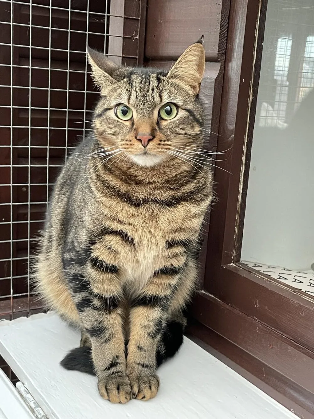 Portway Cattery & Cat Grooming Oxfordshire - Halton pet otel