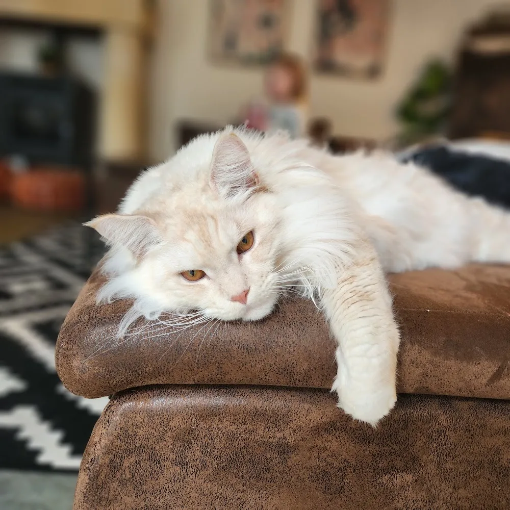 Portway Cattery & Cat Grooming Oxfordshire - Halton pet otel görseli 3