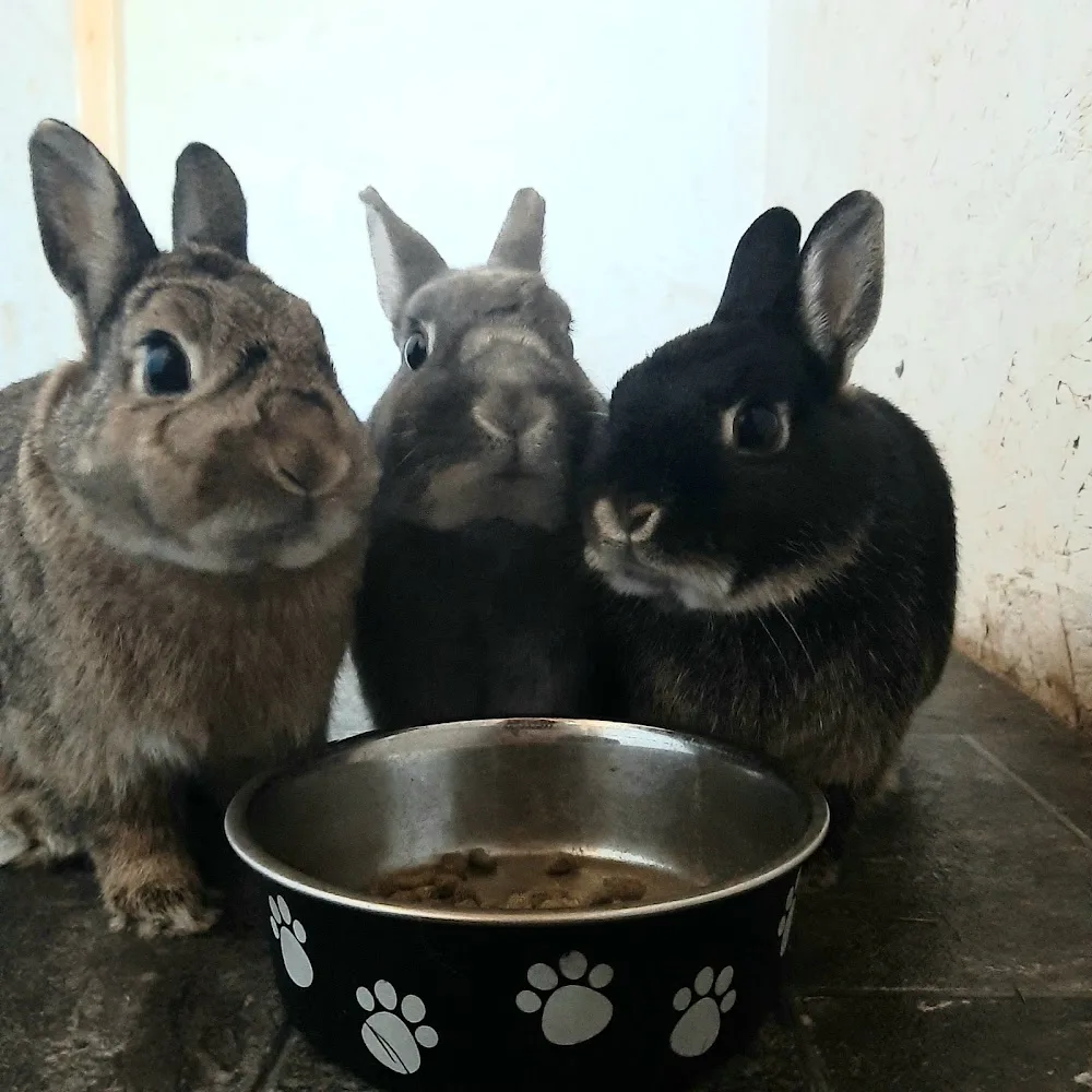 Rabbit Retreat Liverpool - Halton pet otel