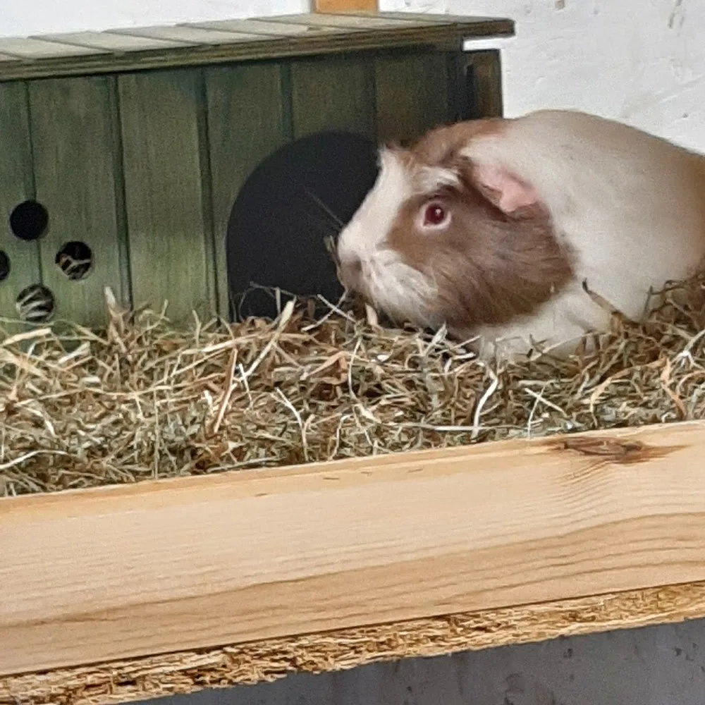 Rabbit Retreat Liverpool - Halton pet otel görseli 3