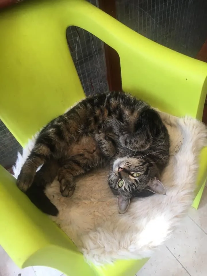 Rabbit Ritz & Cattery - Halton pet otel