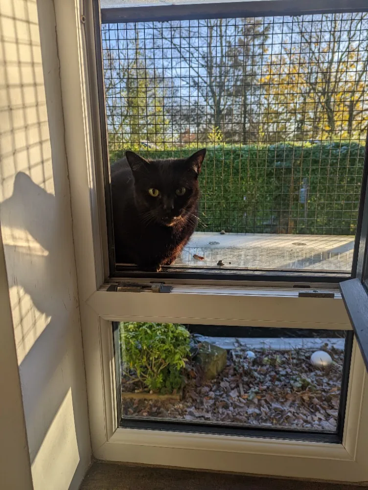 The Great Catsby - Luxury Cat Hotel - Halton pet otel görseli 3