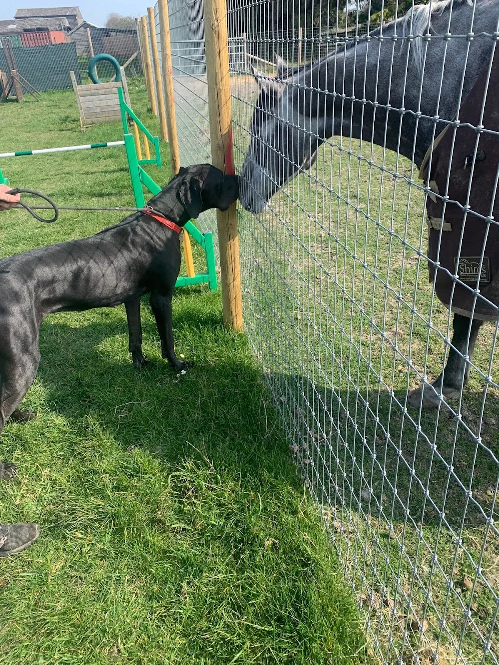 The Old Pastures Boarding Kennels & Dog Grooming - Halton pet otel görseli 3