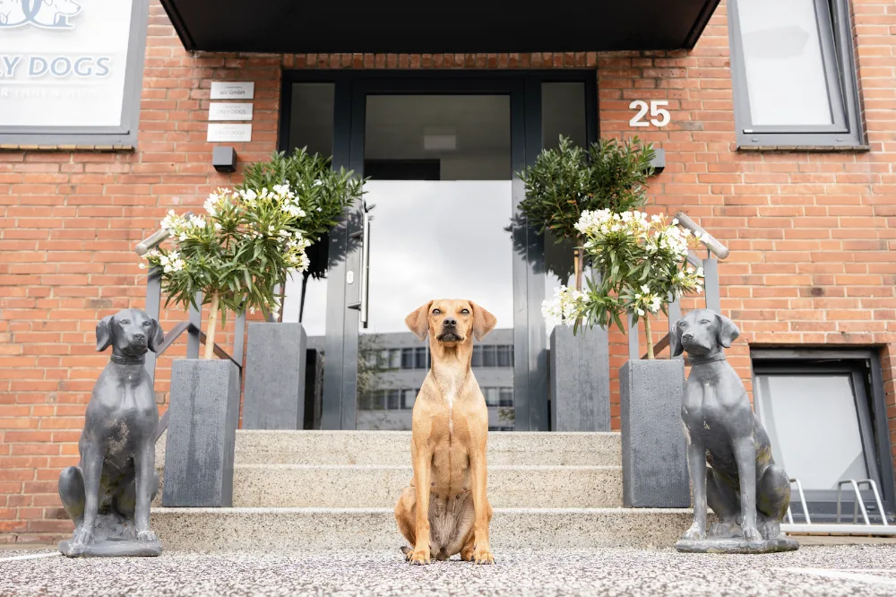 DAILY DOGS- ALLES FÜR IHREN HUND - Hamburg pet otel