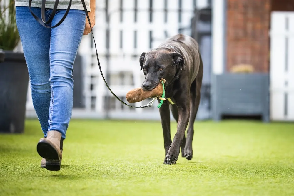 DAILY DOGS- ALLES FÜR IHREN HUND - Hamburg pet otel görseli 7