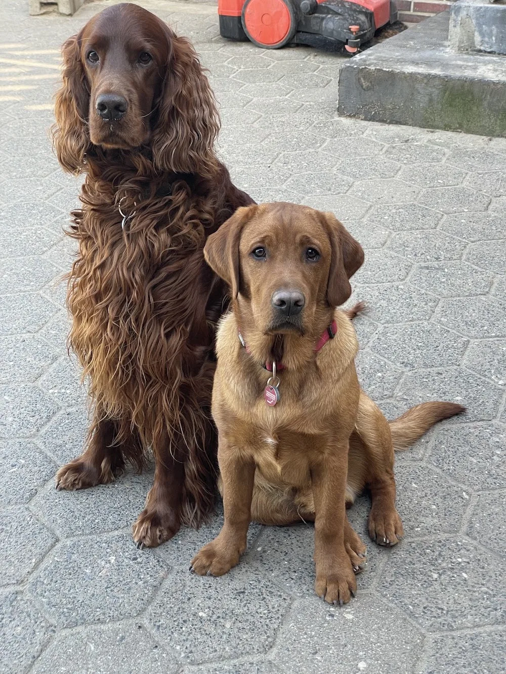 Die Fellnasen Zentrale Inh. Birgit & Ingo Mainka Hundepension - Hamburg pet otel görseli 3