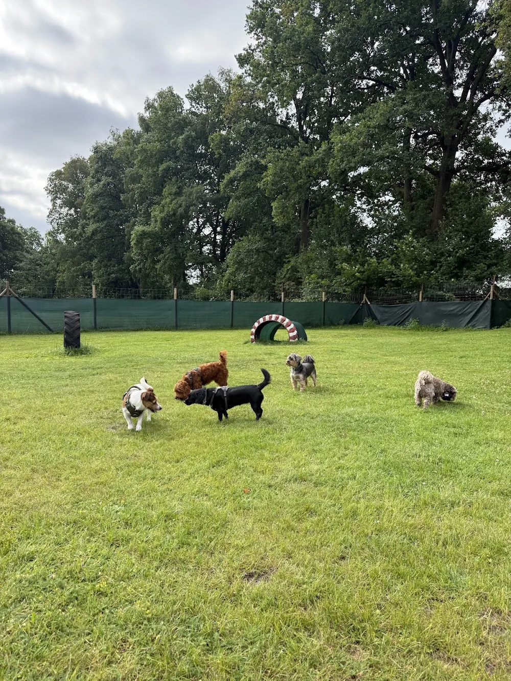 Hundebetreuung DOGsenstop - Hamburg pet otel