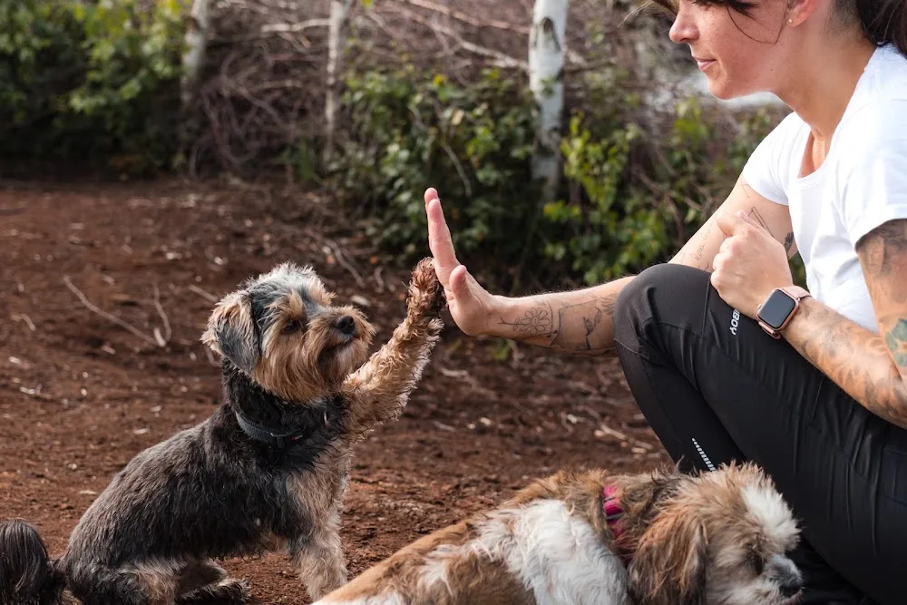 Hundebetreuung DOGsenstop - Hamburg pet otel görseli 3