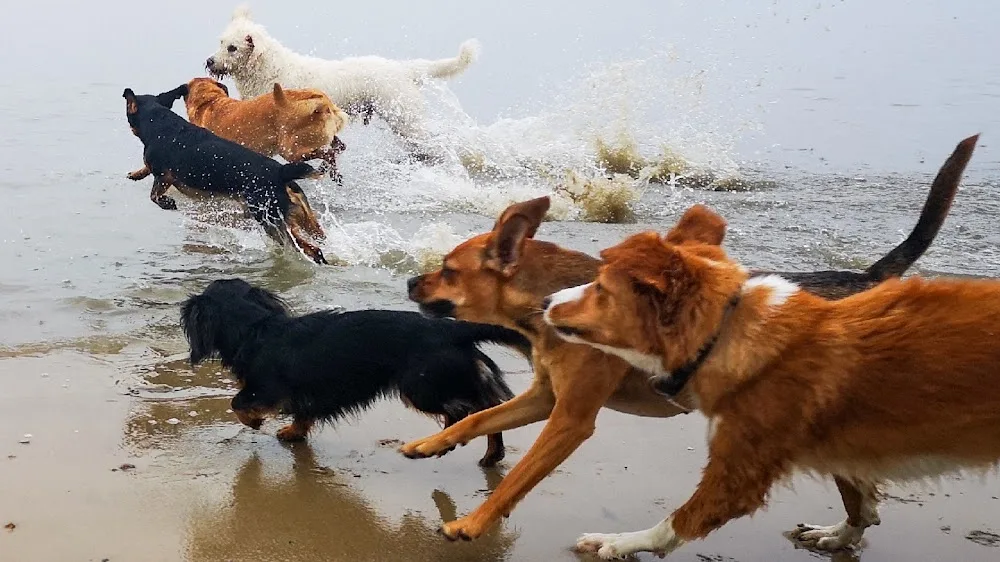 Hundebetreuung Strandrudel - Hamburg pet otel