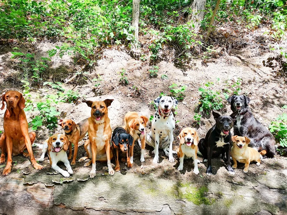 Hundebetreuung Strandrudel - Hamburg pet otel görseli 7