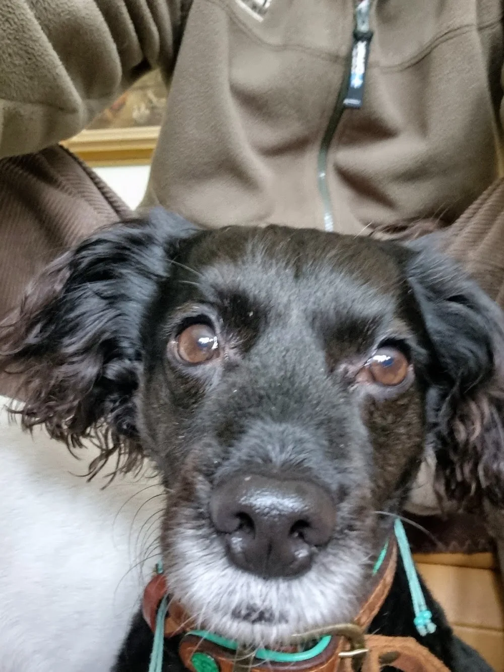 Hundeferien mit Herz - Hamburg pet otel
