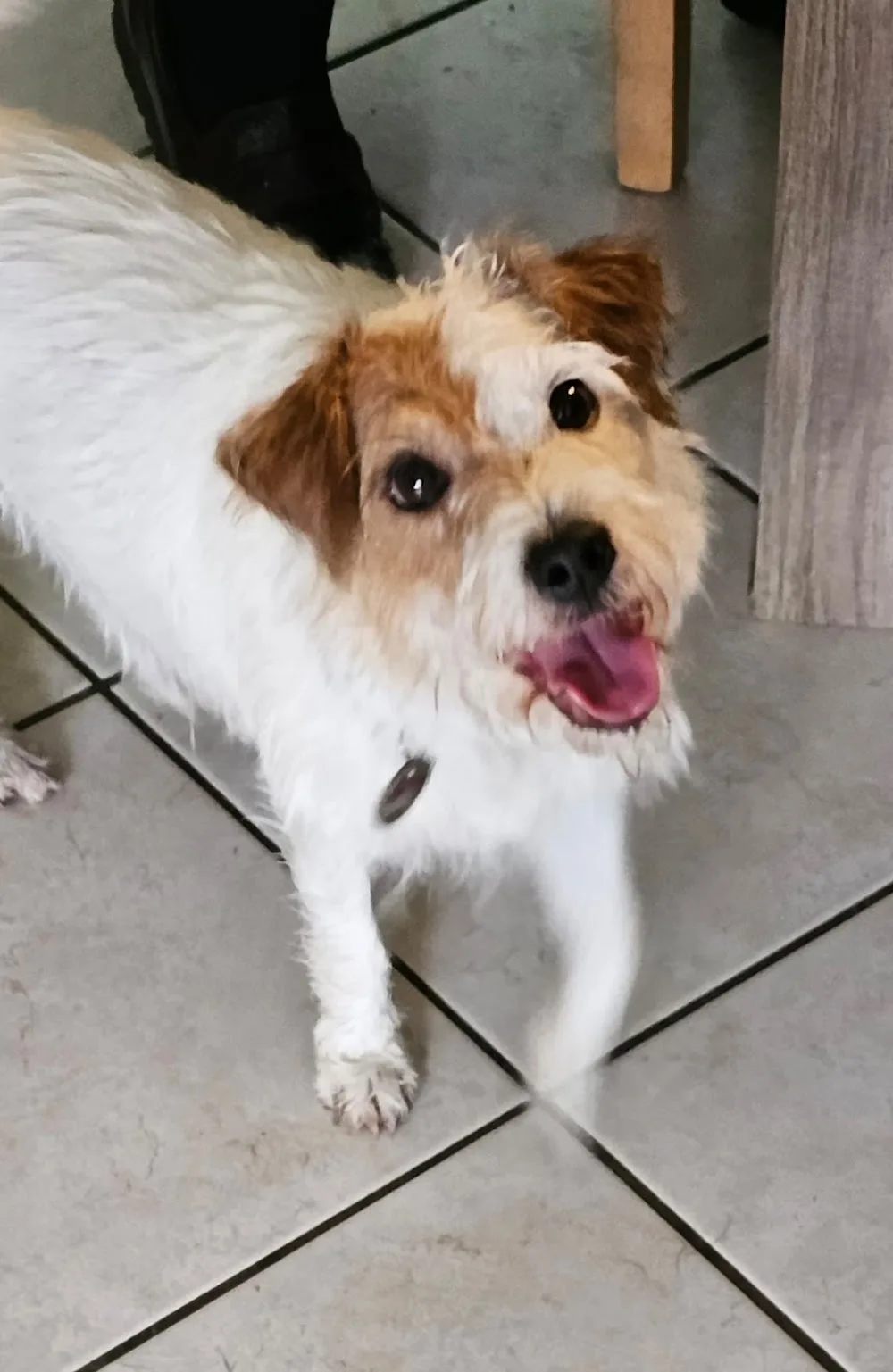 Hundeferien mit Herz - Hamburg pet otel görseli 3