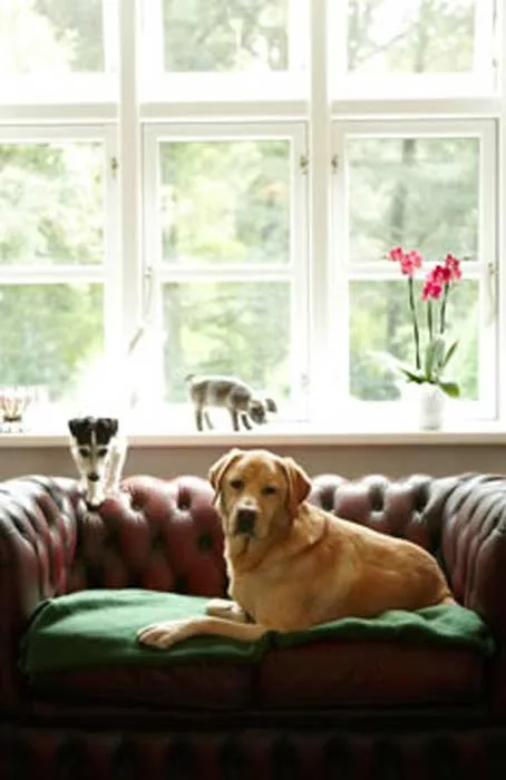 Hundepension Hamburg - C. König - Hamburg pet otel görseli 3