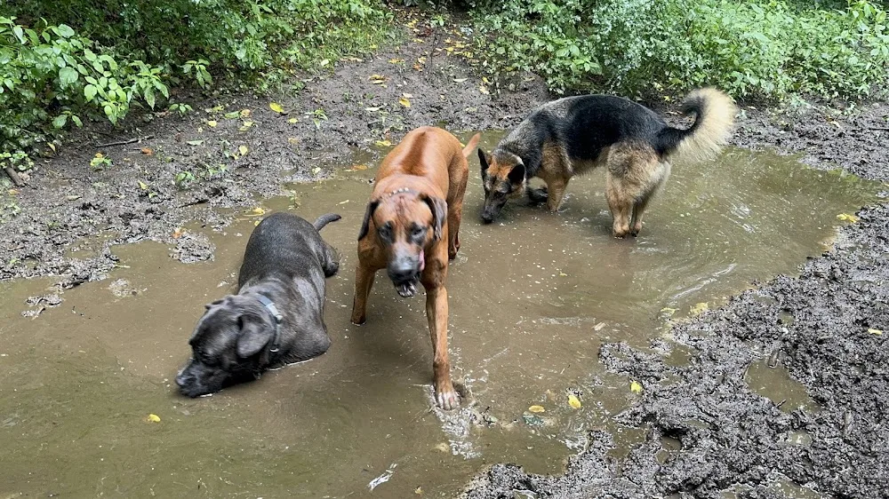 Hundepension Hamburg - Hamburg pet otel görseli 3