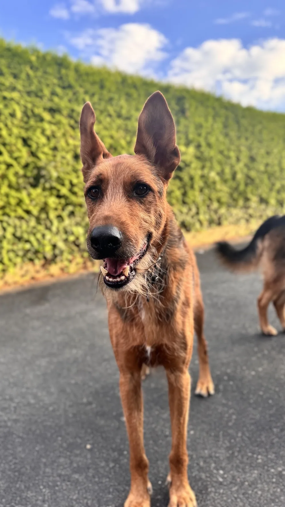 Hundepension Hamburg - Hamburg pet otel görseli 6