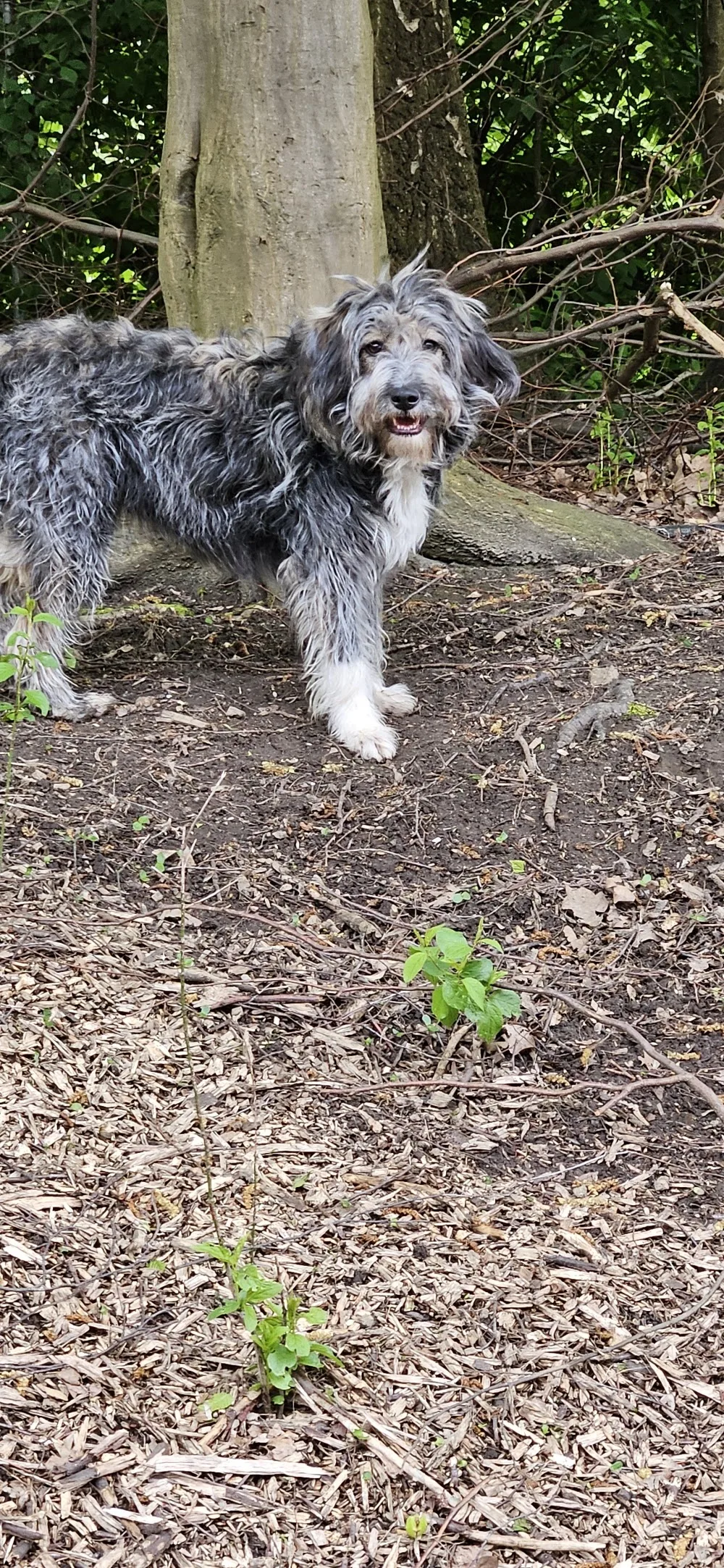 Hundetagesstätte Dogville - Hamburg pet otel görseli 3