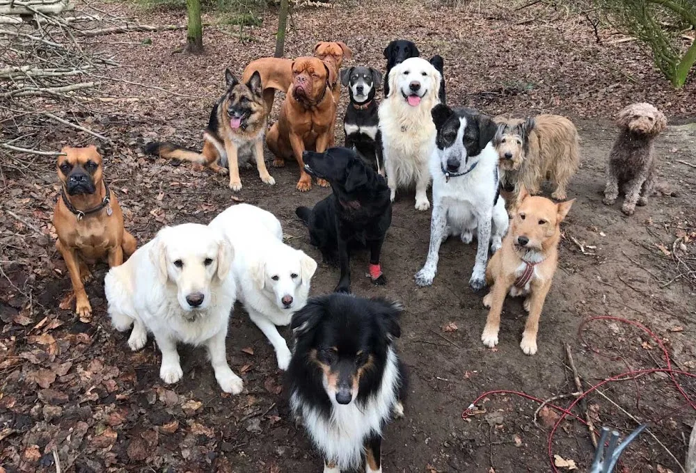 Hundetrainer Harburg - Hamburg pet otel