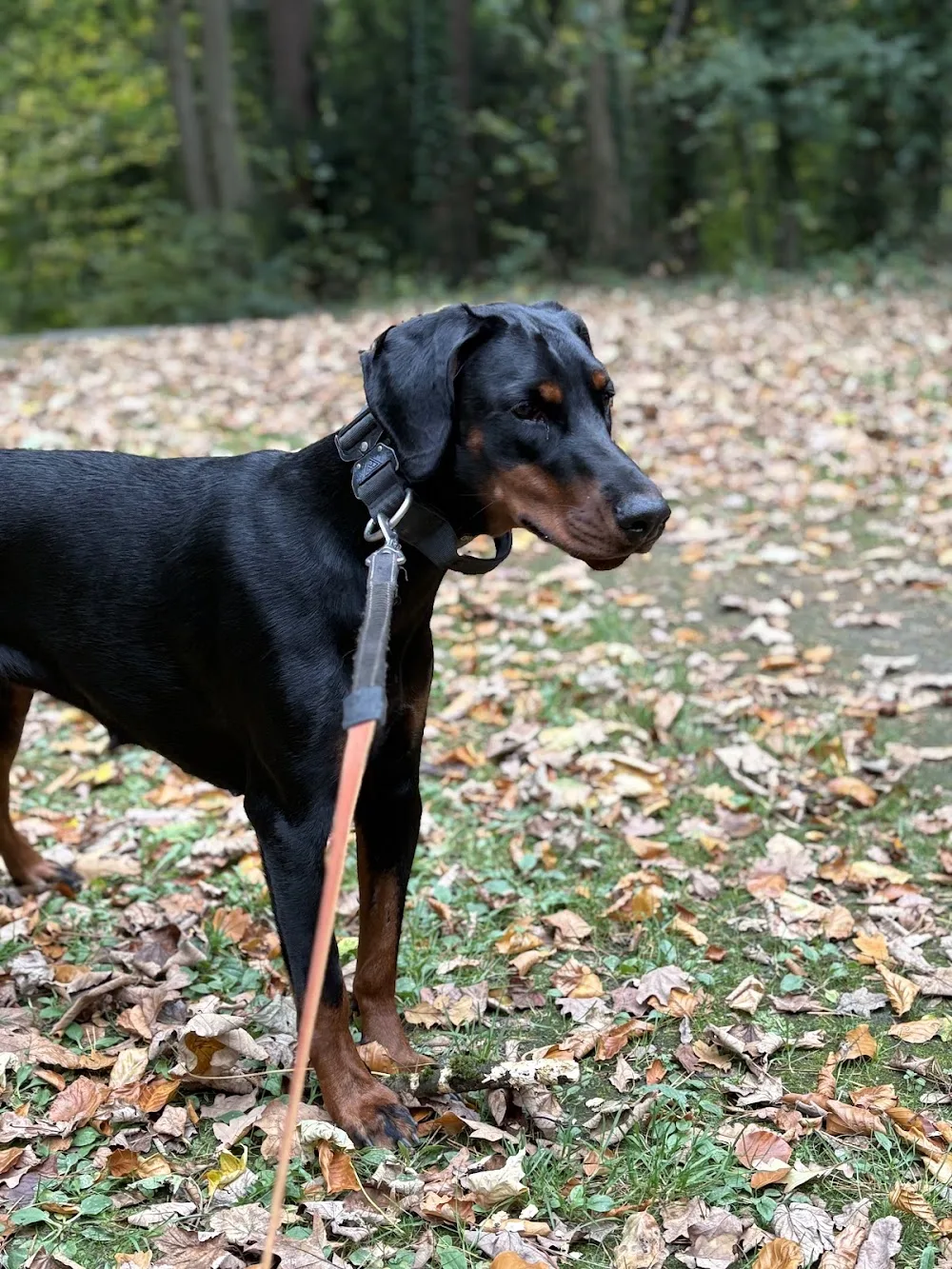 Hundetrainer Harburg - Hamburg pet otel görseli 3