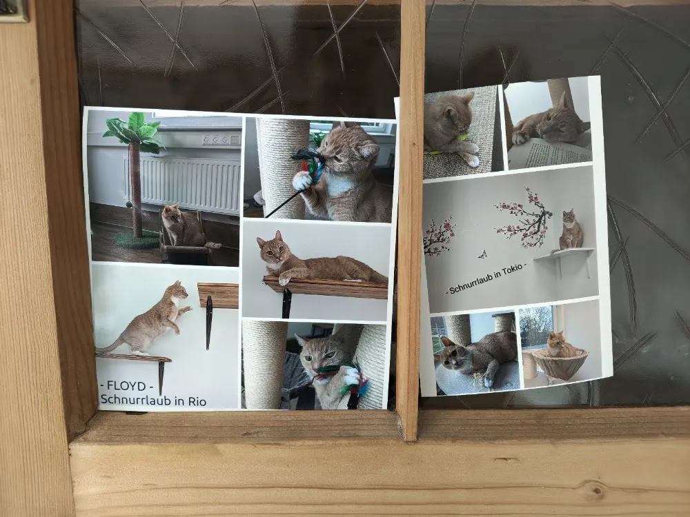 Katzenhotel Schnurrlaub - Hamburg pet otel görseli 6