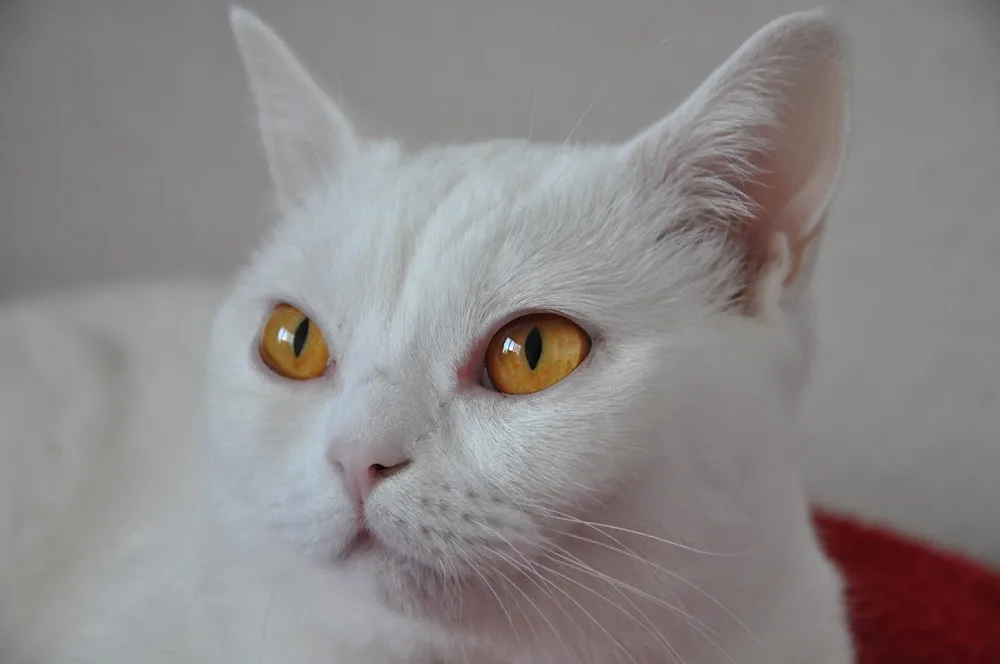 Katzenpension GOLD CAT Hamburg - Hamburg pet otel görseli 2