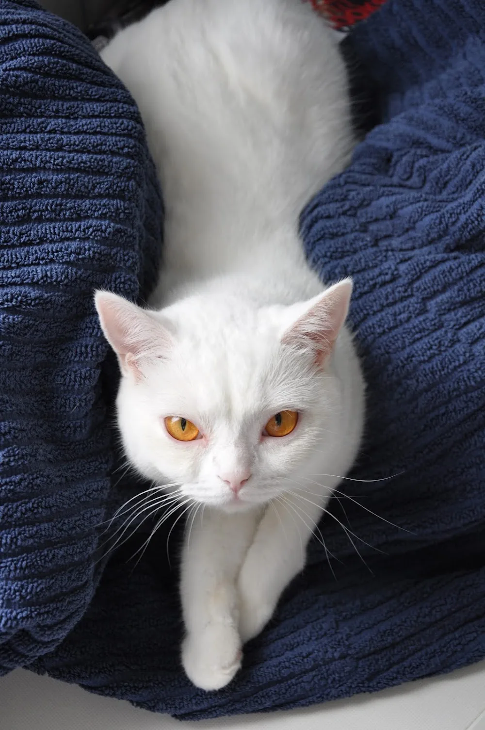 Katzenpension GOLD CAT Hamburg - Hamburg pet otel görseli 3